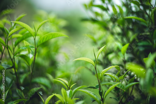 tea leaves Assam Tea Green in nature
