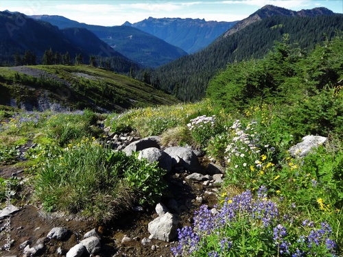 Mountain stream runs down a slope into a valley in the North Cascade Mountains
