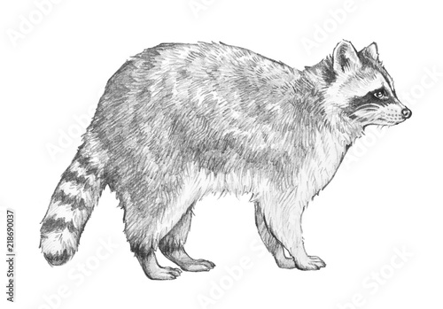 Raccoon sketch. Hand drawn coon illustration in pencil of racoon standing in side view isolated on a white background.