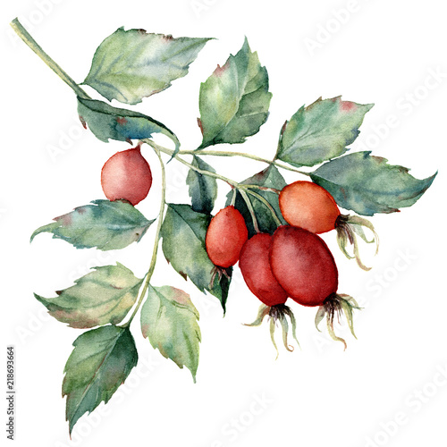 Watercolor dog rose branch. Hand painted rose hips with leaves isolated on white background. Botanical illustration for design, print or background. Floral clip art.