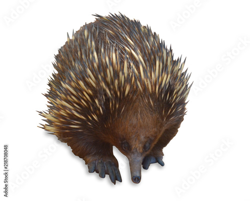 Short-beaked echidna isolated on white background