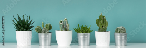Modern room decoration. Collection of various potted cactus and succulent plants on white shelf against pastel turquoise colored wall. House plants banner.