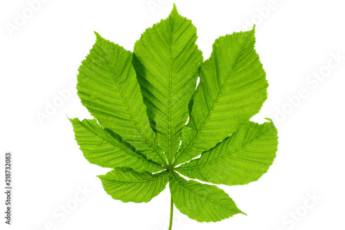 Green buckeye (horse chestnut) leaf
