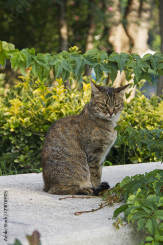 Street Cat from Macka Park in istanbul
