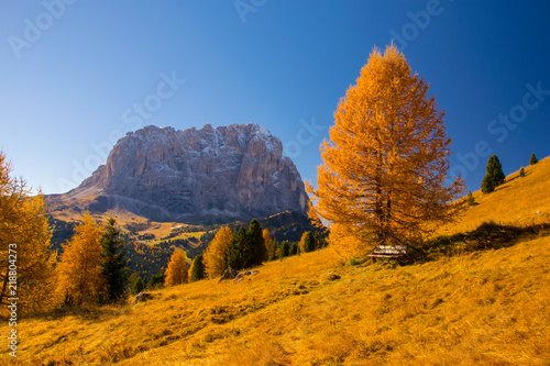 Autumn scenery in Dolomite Alps with bench under beautiful yellow larch tree and Sassolungo mountain on background