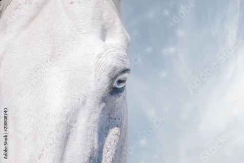 Nahaufnahme eines blauen Pferdeauge von einem weißen Pferd mit winterlichen Hintergrund