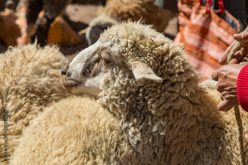 Woolly Sheep for Sale at a Market in Pisac, Sacred Valley, Peru