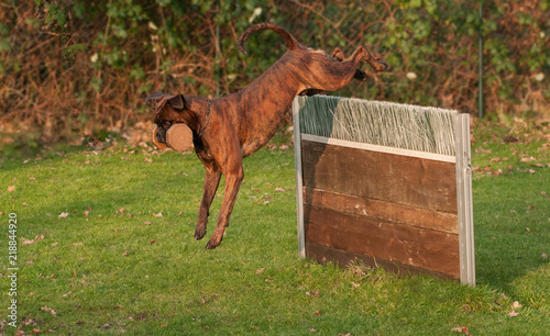 Boxer beim Apport über die Meiterhürde