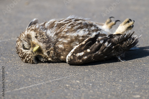 Dead little owl lies on the asphalt (Athene noctua)