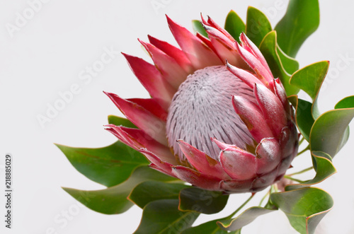 Red protea plant on white background