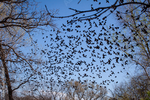 flock of birds, grackles flying migrating through blue sky in spring