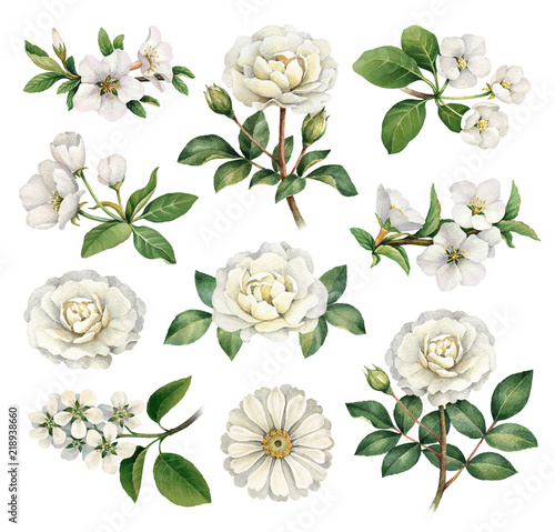 Watercolor illustrations of white flowers