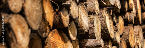 Pine tree forestry exploitation. Stumps and logs. Overexploitation leads to deforestation endangering environment and sustainability. Timber logging industry banner.