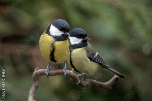 Kohlmeise (Parus major) Paar