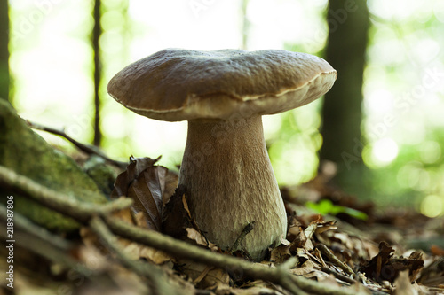 Brown autumn mushroom background, cep close up. Wild penny bun, porcino or porcini.