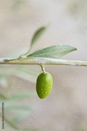 Zielona oliwka na gałęzi.