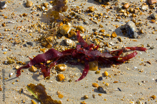 Red seaweed on sand
