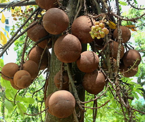 huge brown color fruit