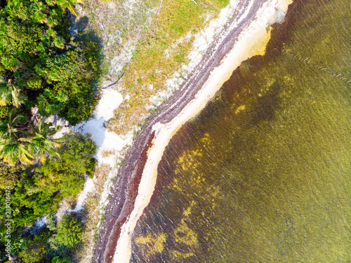 Aerial view of Mexican coastline with a jungle and seaweed, Tulum