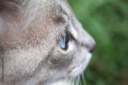 Cat Eyes 