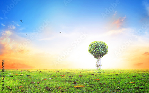  World environment day concept: Silhouette alone tree on beautiful meadow wallpaper background