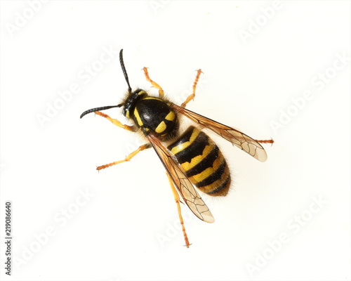 Wespe, Vespula, germanica