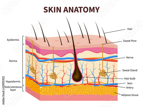 Human skin. Layered epidermis with hair follicle, sweat and sebaceous glands. Healthy skin anatomy medical vector illustration