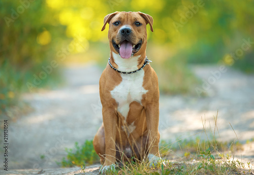 Strong and beautiful American staffordshire terrier portrait