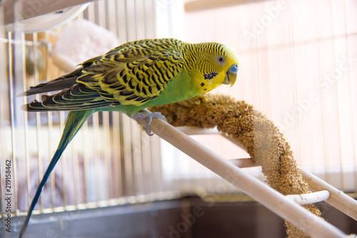 Parrot eats from dry ear grass. Cute green budgie sits in cage