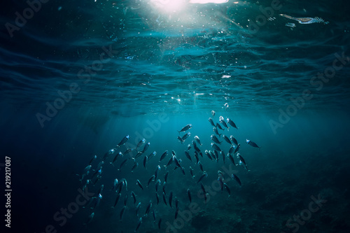 Podwodny świat ze szkolnymi rybami pływa nad rafą koralową i światłem słonecznym