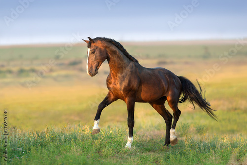 Bay stallion in green field