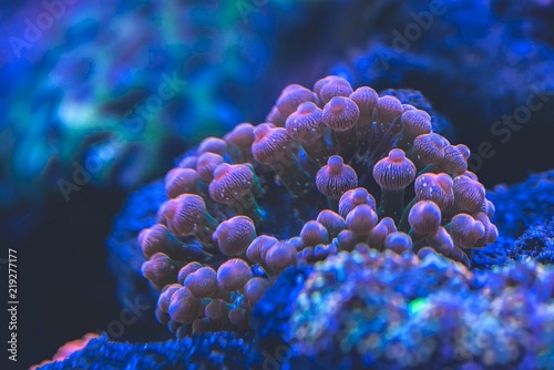 abstract underwater world of microorganism ands corals closeup