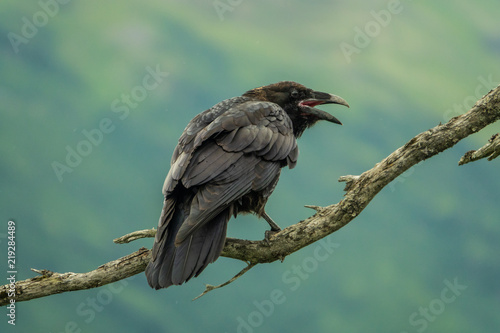 Dark raven perched on a branch