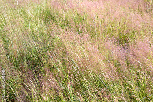 Meadow grass in the wind