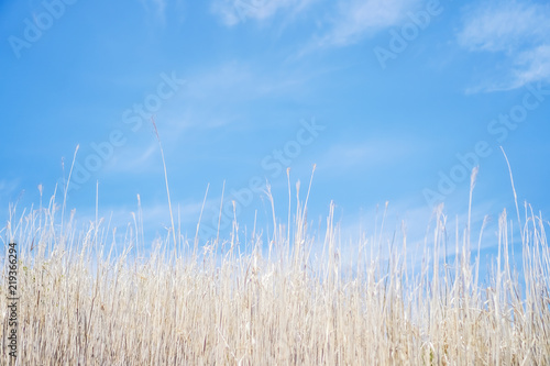 Copy space of white grass with blue summer sky background.vintage color tone cocept.