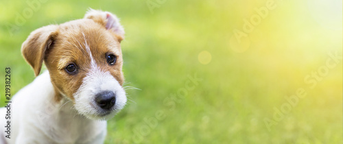Beautiful happy jack russell terrier pet puppy dog looking at the camera - web banner with copy space