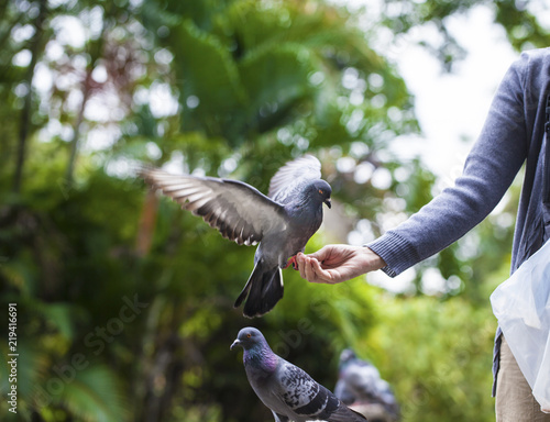 first-person view. doves eat seed from person hand