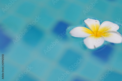 Frangipani tropical flower in swimming pool, Plumeria flowers fresh, Plumeria (frangipani), in close-up. Glorious white and golden tropical flower.