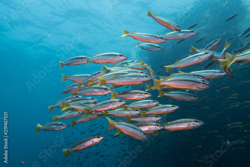 Thailand: Huge swarm of shiny Fusilier fishes at Richelieu Rock