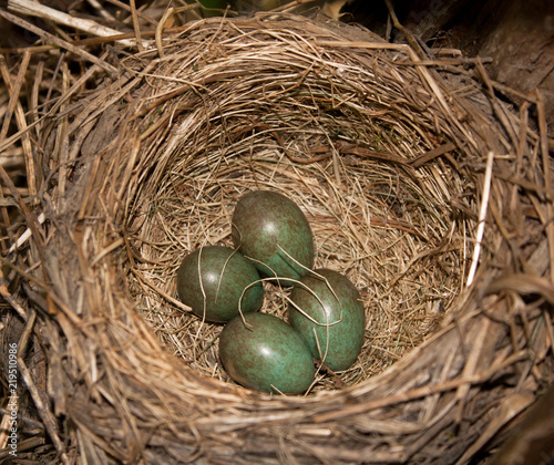 Eggs in the nest of redwing (Turdus iliacus) 