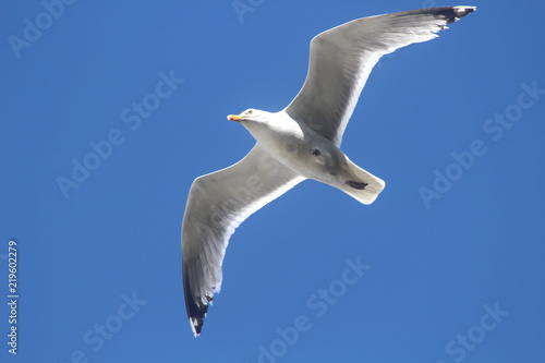 Flying seagull in the blue sky