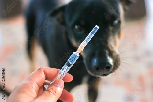 Vaccine Rabies Bottle and Syringe Needle Hypodermic Injection,Immunization rabies and Dog Animal Diseases,Medical Concept with Dog blurred Background.Selective Focus Vaccine vial 