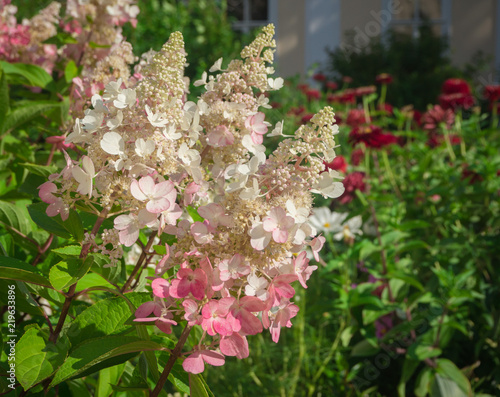 Hydrangea paniculata - pinky Winky.