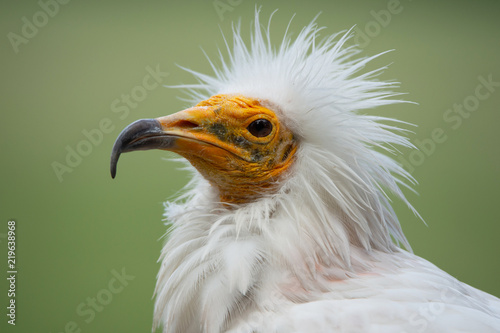 side face portrait of an Egyptian vulture with funny hairdress on a soft green background