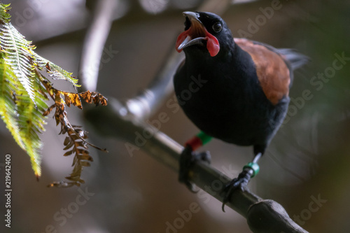 Singing Saddleback / Tieke In New Zealand Forest 