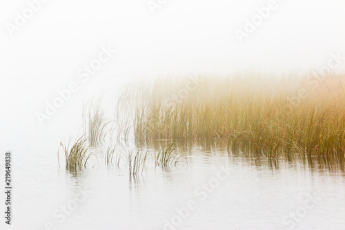 Reed bed in foggy seascape