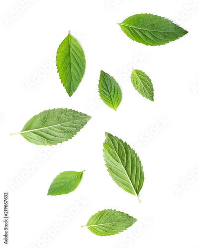 Small and big leaves of mint herbal