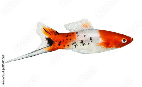 Koi Swordtail Xiphophorus Helleri Male aquarium fish isolated on white 