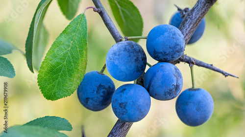 Group of ripe blue sloes on branch with green leaves. Prunus spinosa. Beautiful close-up of wild blackthorn tree. Fresh fruit berries with tart astringent taste. On blurry background of summer nature.