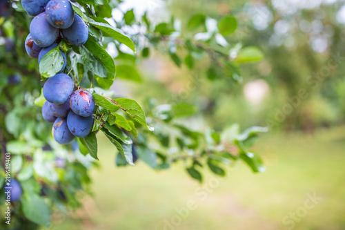 Fresh blue plums on a branch in garden